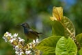 The Sun Bird Royalty Free Stock Photo