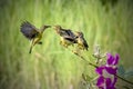 Sun-bird (Nectarinia jugularis) Female feeding new born Royalty Free Stock Photo