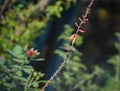 Sun bird resting on a aloe vera flowers Royalty Free Stock Photo