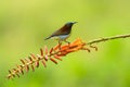 Sun bird sitting on flower branch Royalty Free Stock Photo