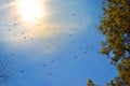 Sun and birds on blue bright sky background Royalty Free Stock Photo