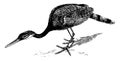 Sun Bittern, vintage illustration