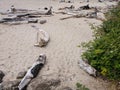 Ocean Driftwood at an Oregon Oceanside with a beach Royalty Free Stock Photo