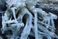 Gnarly weathered driftwood stump in the Pacific Northwest