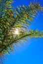 The sun in the blue sky shines through palm leaves Royalty Free Stock Photo