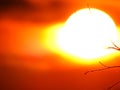 The sun on the branch Royalty Free Stock Photo