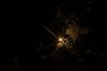 Sun among branches in dark sky, during Partial Solar Eclipse Royalty Free Stock Photo