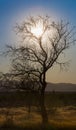 Sun in the branches of a dead beautiful tree