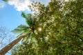 Sun breaking through leaves of coconut palm and over trees in Thailand