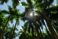 Sun breaking through palm tree canopy Royalty Free Stock Photo