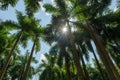 Sun breaking through palm trees, tropical. Royalty Free Stock Photo