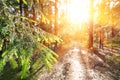 Sun breaking through pine trees. elective focus on the foreground Royalty Free Stock Photo