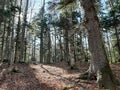 The sun breaks through the dense coniferous forest