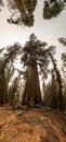 Sun Burst Through The Branches Of The Grizzly Giant Panorama Royalty Free Stock Photo