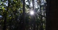 Sun burst in the forest, Sunlight shining through tree branches in summer Royalty Free Stock Photo