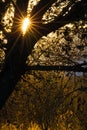 Sun burst glints through the trees in Bosque del Apache in New Mexico Royalty Free Stock Photo