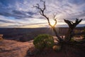 Sun burst in between Juniper Tree branches at Dead Horse Point Royalty Free Stock Photo