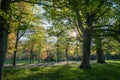 A sun burst shining through a tree in a green forest filled with bluebells Royalty Free Stock Photo