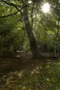 Sun burst shining through trees England Royalty Free Stock Photo