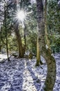 Sun bursting through trees in winter