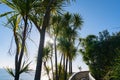 Sun burst through tall spindly cabbage trees Royalty Free Stock Photo