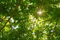 Sun casting beautiful rays of light through the dense foliage of the trees. Sun rays deep in the forest.