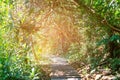 Sun casting shadows on a paved walkway lined