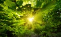 The sun centered and framed by beautiful green leaves