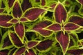 Sun Coleus Leaves