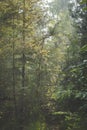 Sun coming through foliage in early morning misty spring forest