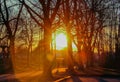 sun coming out of a tree at sunset in an urban park Royalty Free Stock Photo