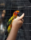 Sun Conjure parrot macaw in a cage ,eating seeds from the hand Royalty Free Stock Photo