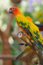 Sun Conure Royalty Free Stock Photo