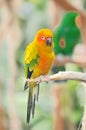 Sun Conure Royalty Free Stock Photo