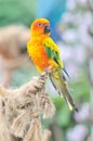 Sun Conure Royalty Free Stock Photo