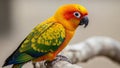 Northeastern South America and are popular in aviculture due to their Royalty Free Stock Photo