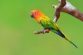 Sun Conure bird Royalty Free Stock Photo