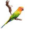 Sun Conure bird Royalty Free Stock Photo