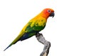 Sun Conure bird Royalty Free Stock Photo