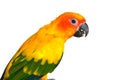 Sun Conure bird Royalty Free Stock Photo