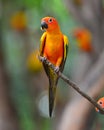 Sun Conure bird Royalty Free Stock Photo