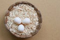 Sun conure bird eggs Royalty Free Stock Photo