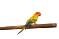 Sun Conure bird perching on wood branch isolated on white background, path Royalty Free Stock Photo