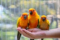 Sun conure birds holding in both hand, eating sunflower seeds