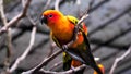 Sun conure birds holding branches in the zoo
