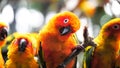 Sun conure birds holding branches in the zoo