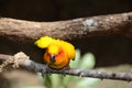 Sun Conure on branch