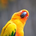 Sun Conure