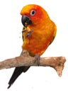 Sun Conure Eating a Cracker Snack Royalty Free Stock Photo