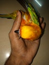 Sun conure